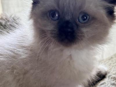 Baby Male - Ragdoll - Gallery Photo #1