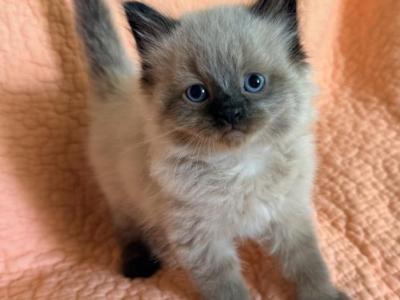 Baby Male2 - Ragdoll - Gallery Photo #1