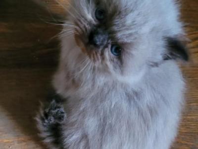 Ringo - Himalayan - Gallery Photo #1