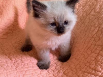 Baby F - Ragdoll - Gallery Photo #1