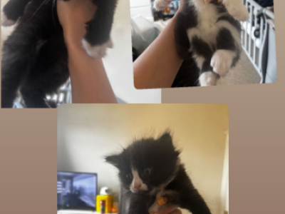 Oreo - Domestic - Gallery Photo #1