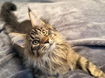 Bjorn - Maine Coon - Gallery Photo #1