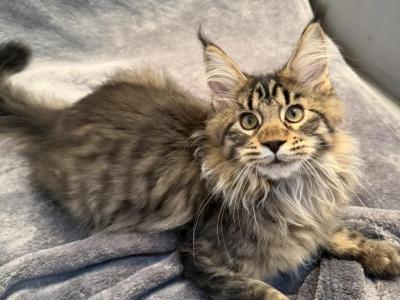Bjorn - Maine Coon - Gallery Photo #1