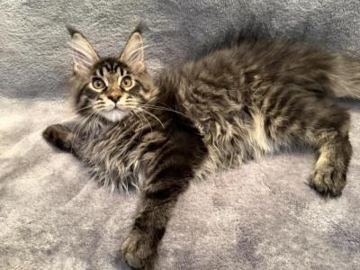Benny - Maine Coon - Gallery Photo #1