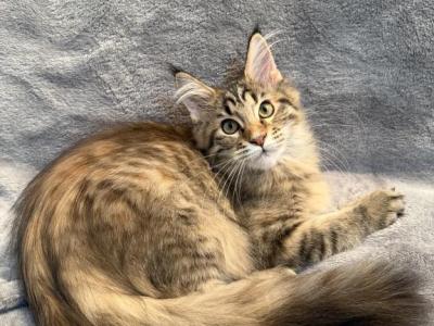 Agnetha - Maine Coon - Gallery Photo #1