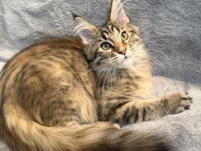 Agnetha - Maine Coon - Gallery Photo #1