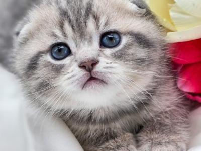 Isolde Scottish Fold - Scottish Fold - Gallery Photo #1
