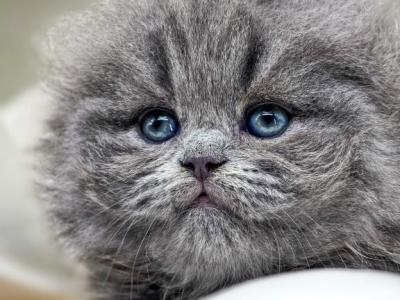 Imperor Scottish Fold - Scottish Fold - Gallery Photo #1