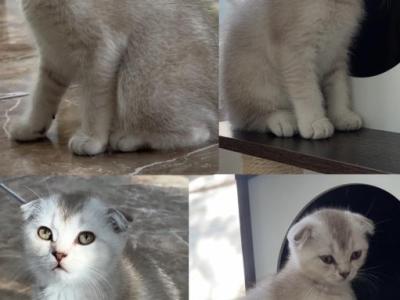 Scottish Fold Female - Scottish Fold - Gallery Photo #1
