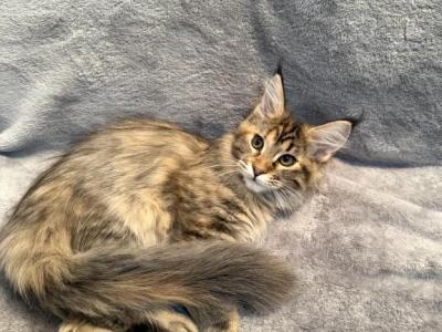Anni Frid - Maine Coon - Gallery Photo #1