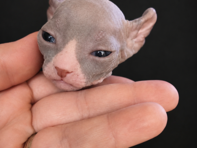 Tuxedos - Sphynx - Gallery Photo #1