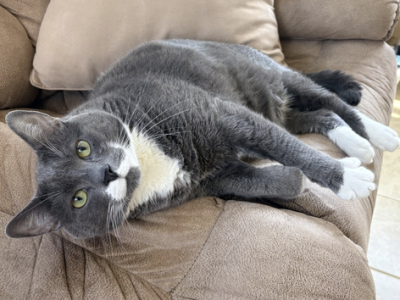 Grayson - Domestic - Gallery Photo #1