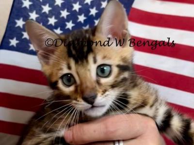 Brown Male Gray Collar - Bengal - Gallery Photo #1