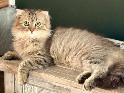 Kitten Munchkins - Munchkin - Gallery Photo #1