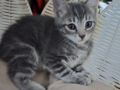 Bella - Maine Coon - Gallery Photo #1