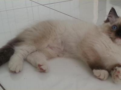 Coal Seal Mitted Ragdoll - Ragdoll - Gallery Photo #1