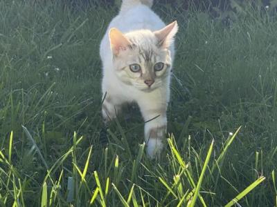 Freyja - Bengal - Gallery Photo #1