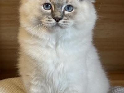 April - Ragdoll - Gallery Photo #1