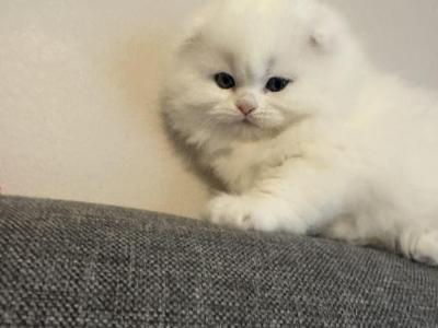 Extra Fluffy Elsa - Scottish Fold - Gallery Photo #1