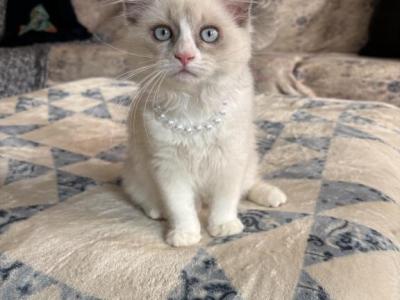 Flora  Available Now - Ragdoll - Gallery Photo #1