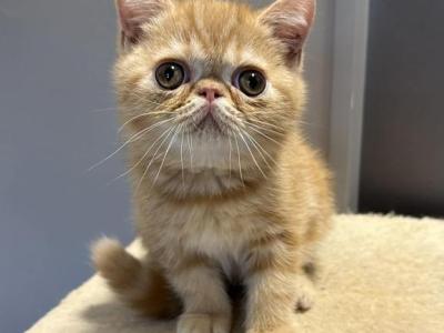 Exotic Shorthair Male - Exotic - Gallery Photo #1