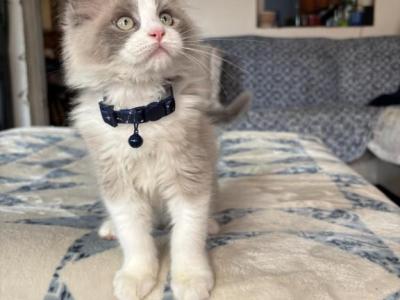 Blue Mink Sepia Litter - Ragdoll - Gallery Photo #1