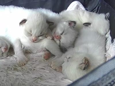 RAGDOLLS OF BREVARD - Ragdoll - Gallery Photo #1