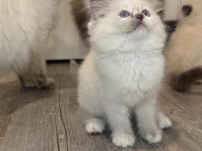 Blue Girl - Ragdoll - Gallery Photo #1