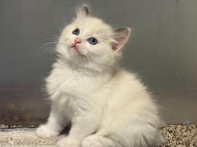 Marshmallow - Ragdoll - Gallery Photo #1