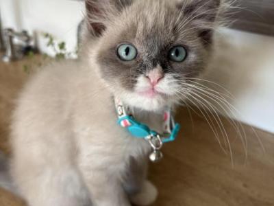 Mitted Blue Point Mink Boy - Ragdoll - Gallery Photo #1
