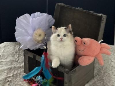 Lucy - Ragdoll - Gallery Photo #1