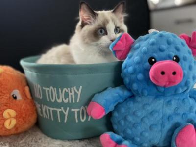Lillie - Ragdoll - Gallery Photo #1