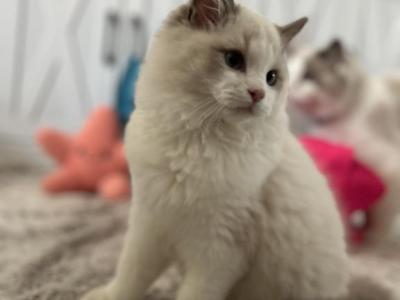 Travis - Ragdoll - Gallery Photo #1