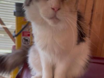 Ummi - Maine Coon - Gallery Photo #1