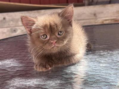 Orlando - British Shorthair - Gallery Photo #1