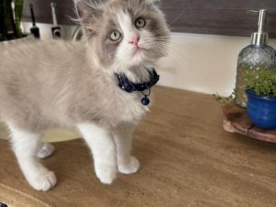 Blue Mink Bicolor - Ragdoll - Gallery Photo #1