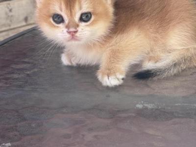 Peter - British Shorthair - Gallery Photo #1