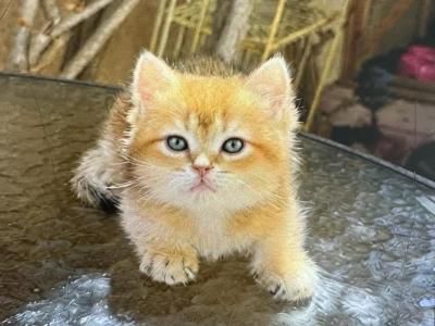 Lolipop - British Shorthair - Gallery Photo #1