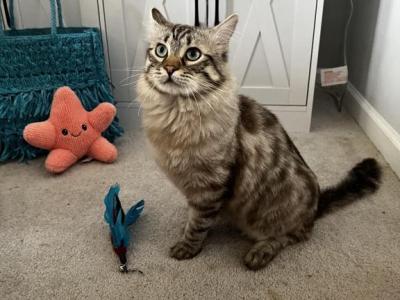 Tez - Ragdoll - Gallery Photo #1
