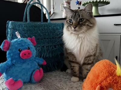 Leo - Ragdoll - Gallery Photo #1