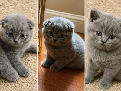 Cloud - Scottish Fold - Gallery Photo #1