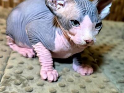 Alex - Sphynx - Gallery Photo #1