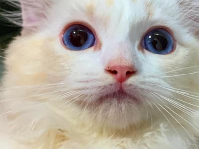 Chloe - Ragdoll - Gallery Photo #1