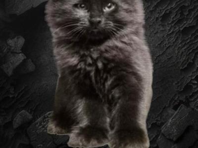 Mountain Ragdolls - Ragdoll - Gallery Photo #1