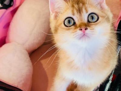 Teddy - British Shorthair - Gallery Photo #1