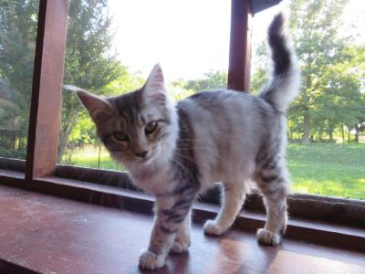 Mrs Kitty And Keeper - Maine Coon - Gallery Photo #1