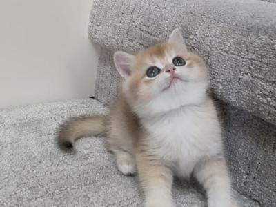 Lisa - British Shorthair - Gallery Photo #1