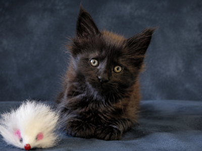 WCF FIFe TICA Member Free Delivery DNA Testede - Maine Coon - Gallery Photo #1