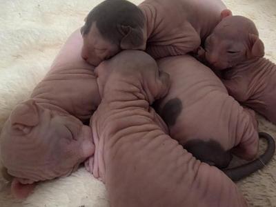 Willows Babies - Sphynx - Gallery Photo #1