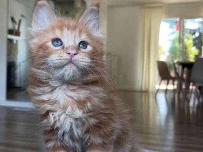 Fricy - Maine Coon - Gallery Photo #1
